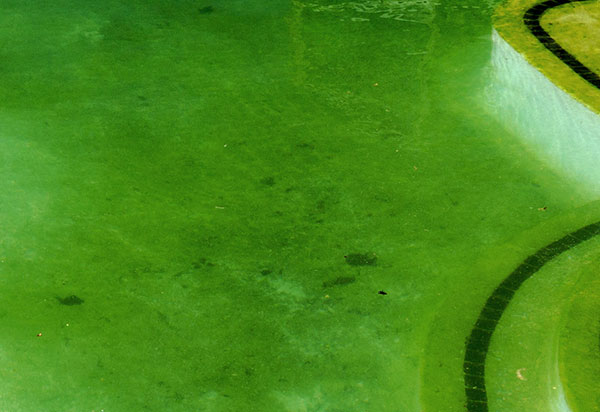 green-algae.jpg