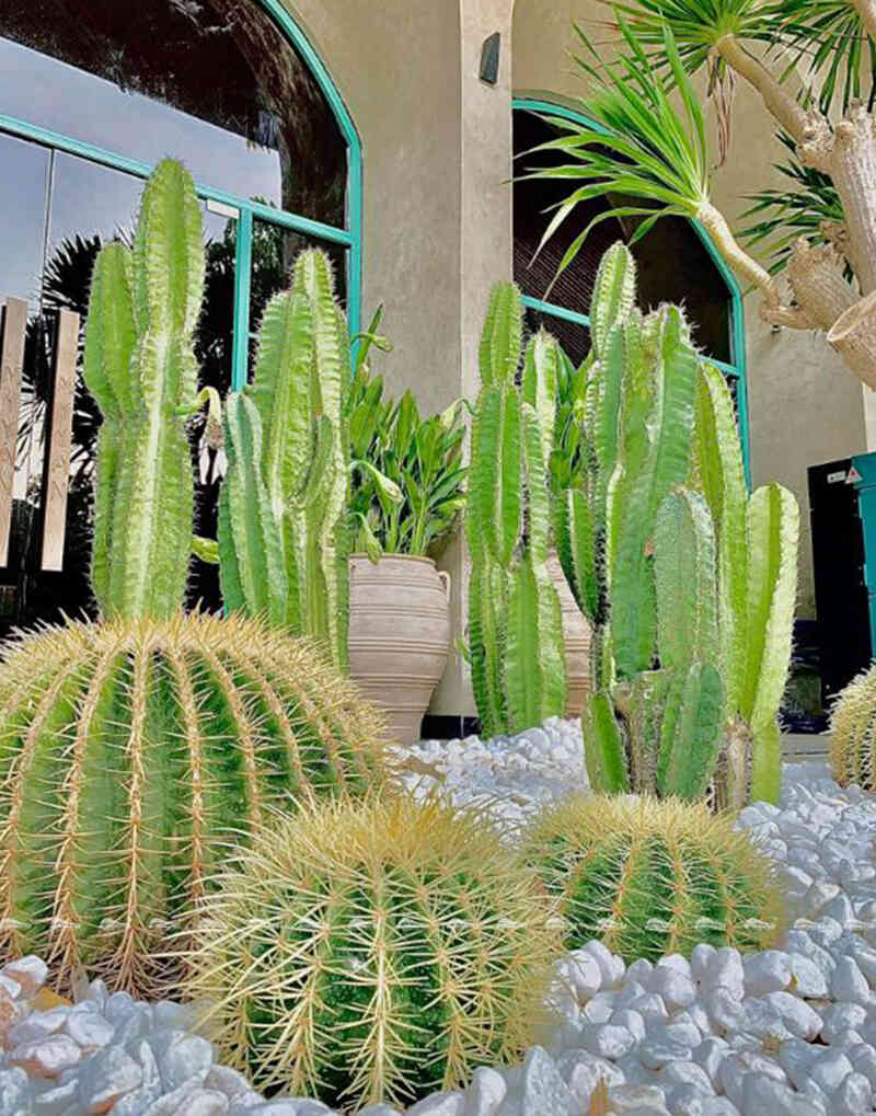 poolside decor with green plants